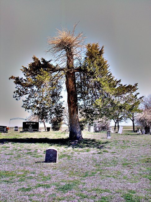 Tree - Minter's Chapel Cemetary - Euless, Texas (2007)