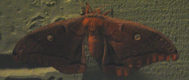Cool Moth - Colleyville, Texas (2007)